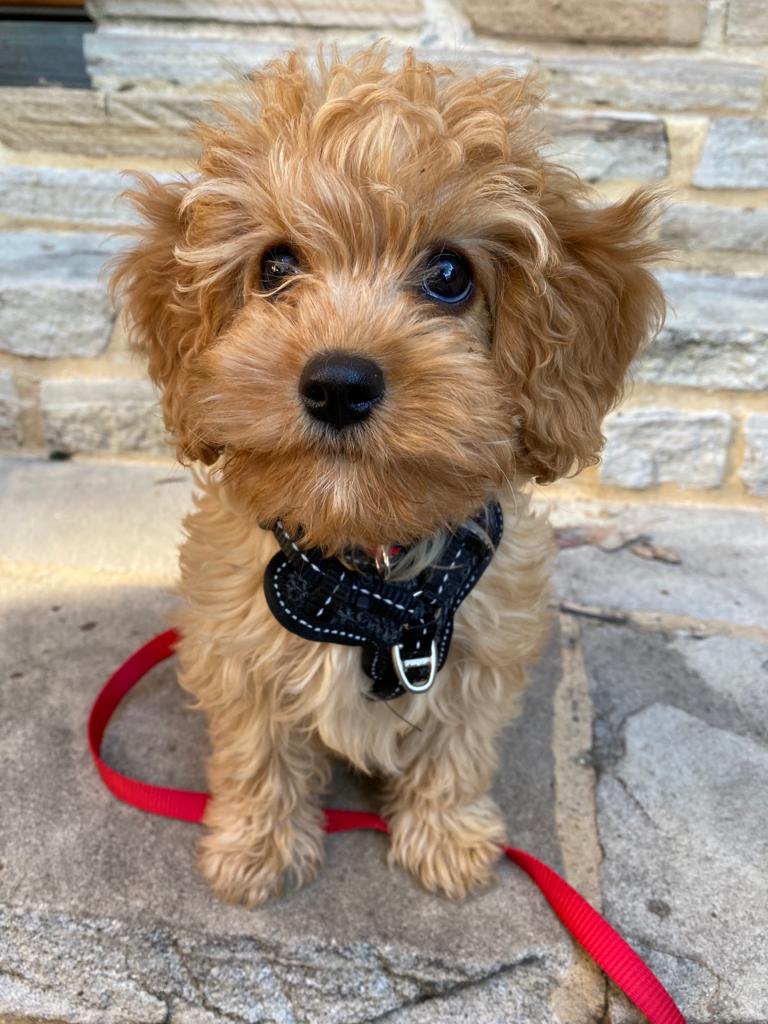 06957e1f-9cf5-4afb-809e-dbc4932e9fa0